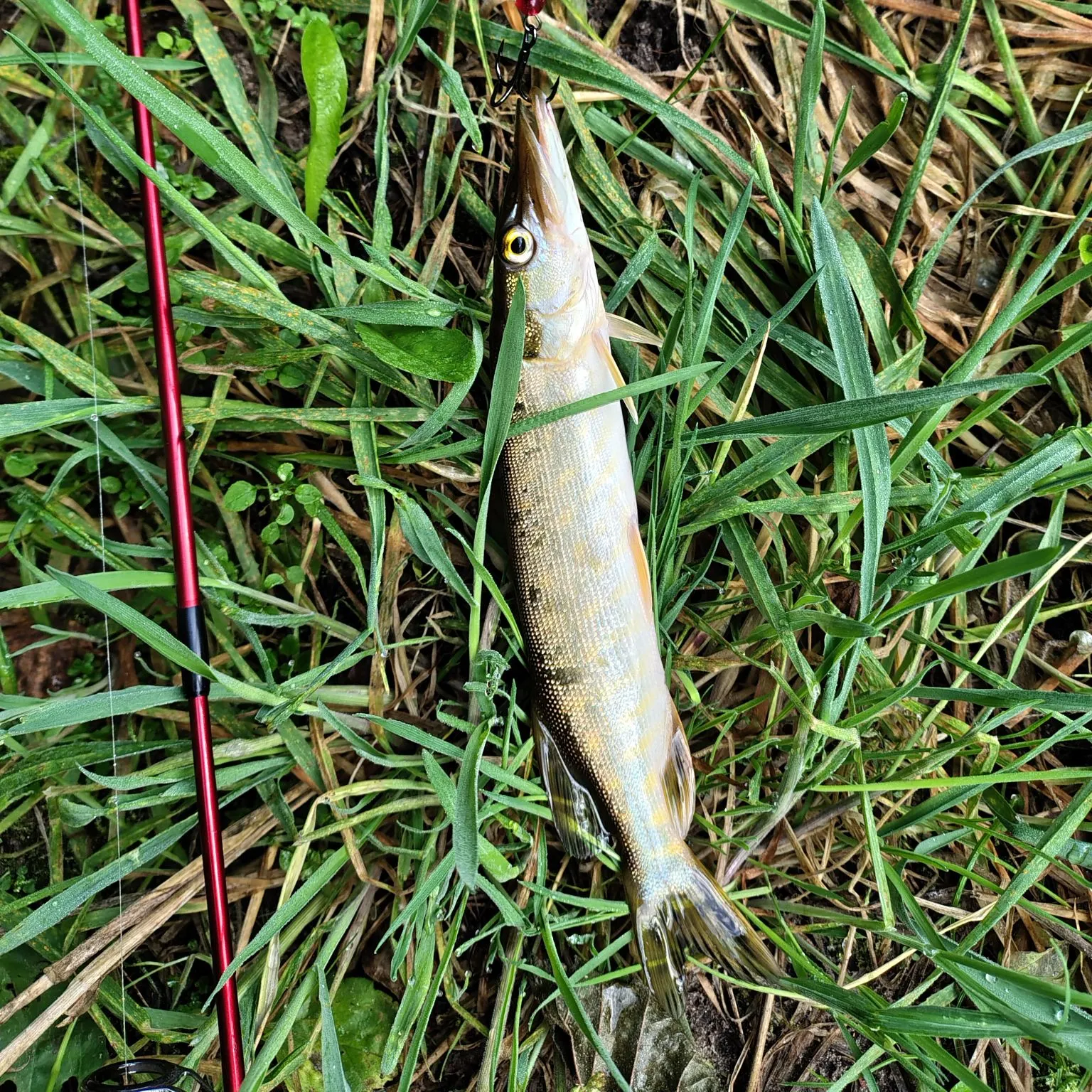 The most recent Northern pike catches on Fishbrain