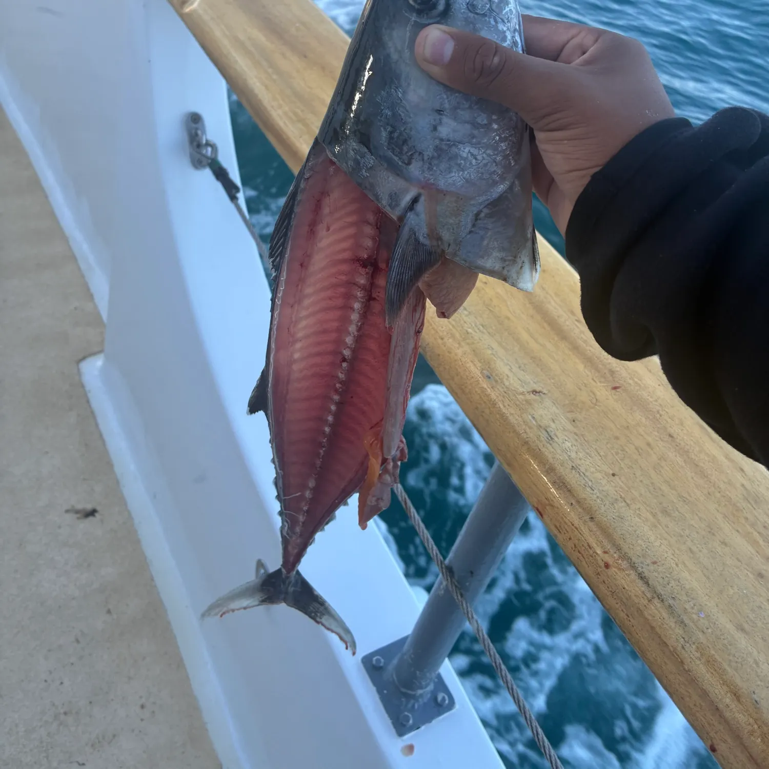 Atlantic bonito caught on Fishbrain