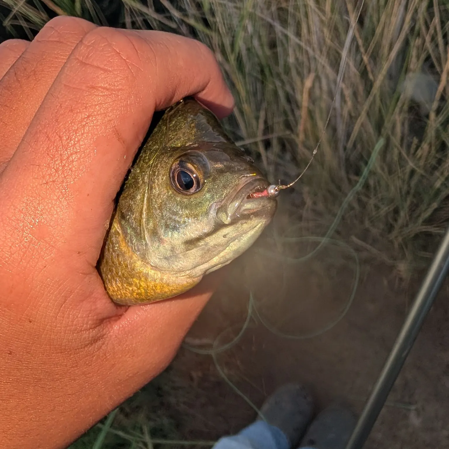 Bluegill caught on Fishbrain