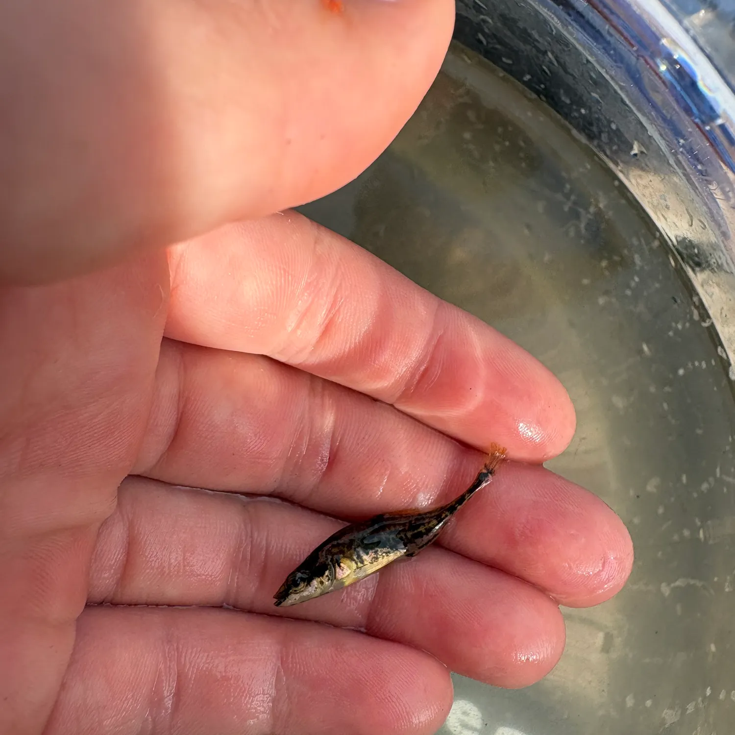 Tautog caught on Fishbrain