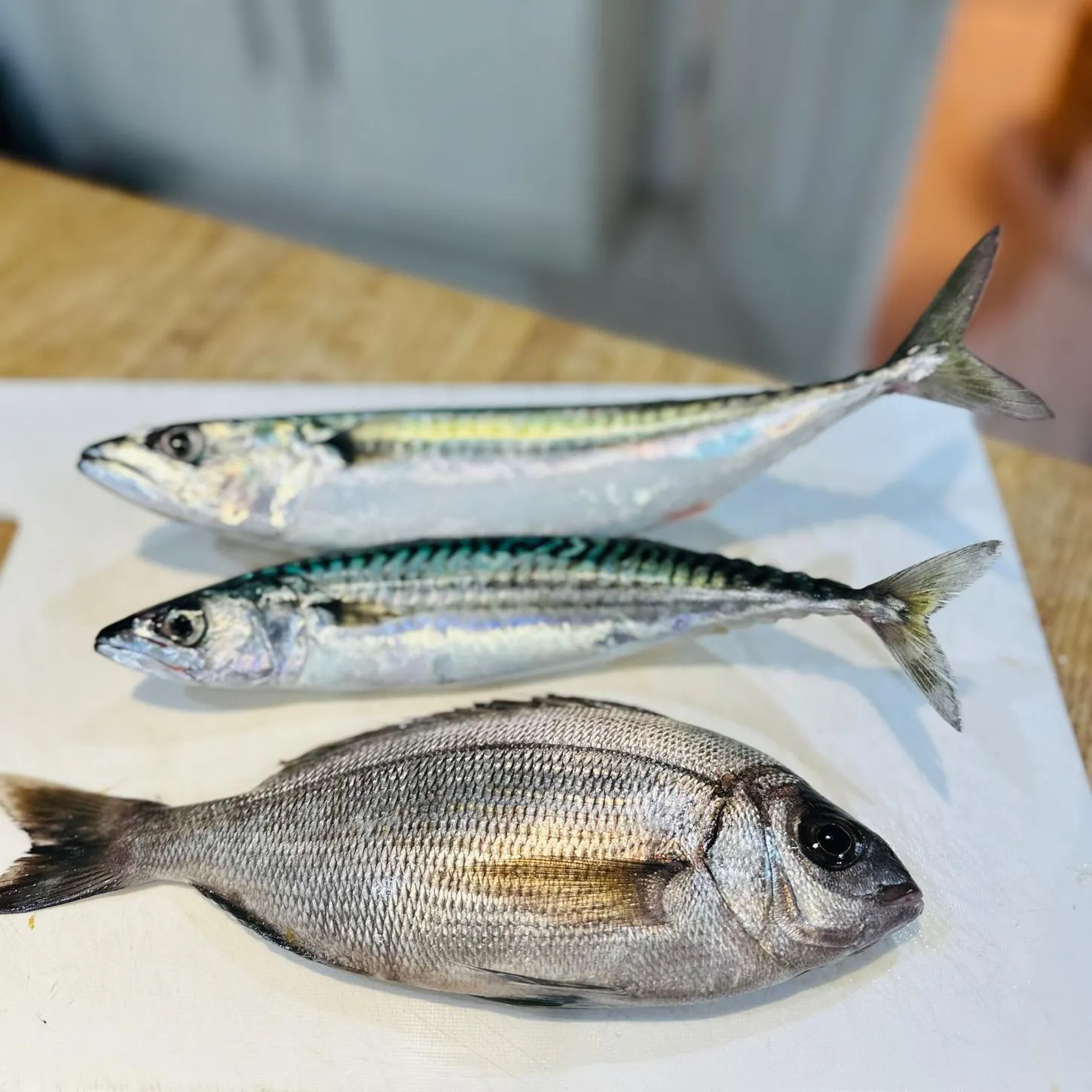 The most recent Black seabream catches on Fishbrain