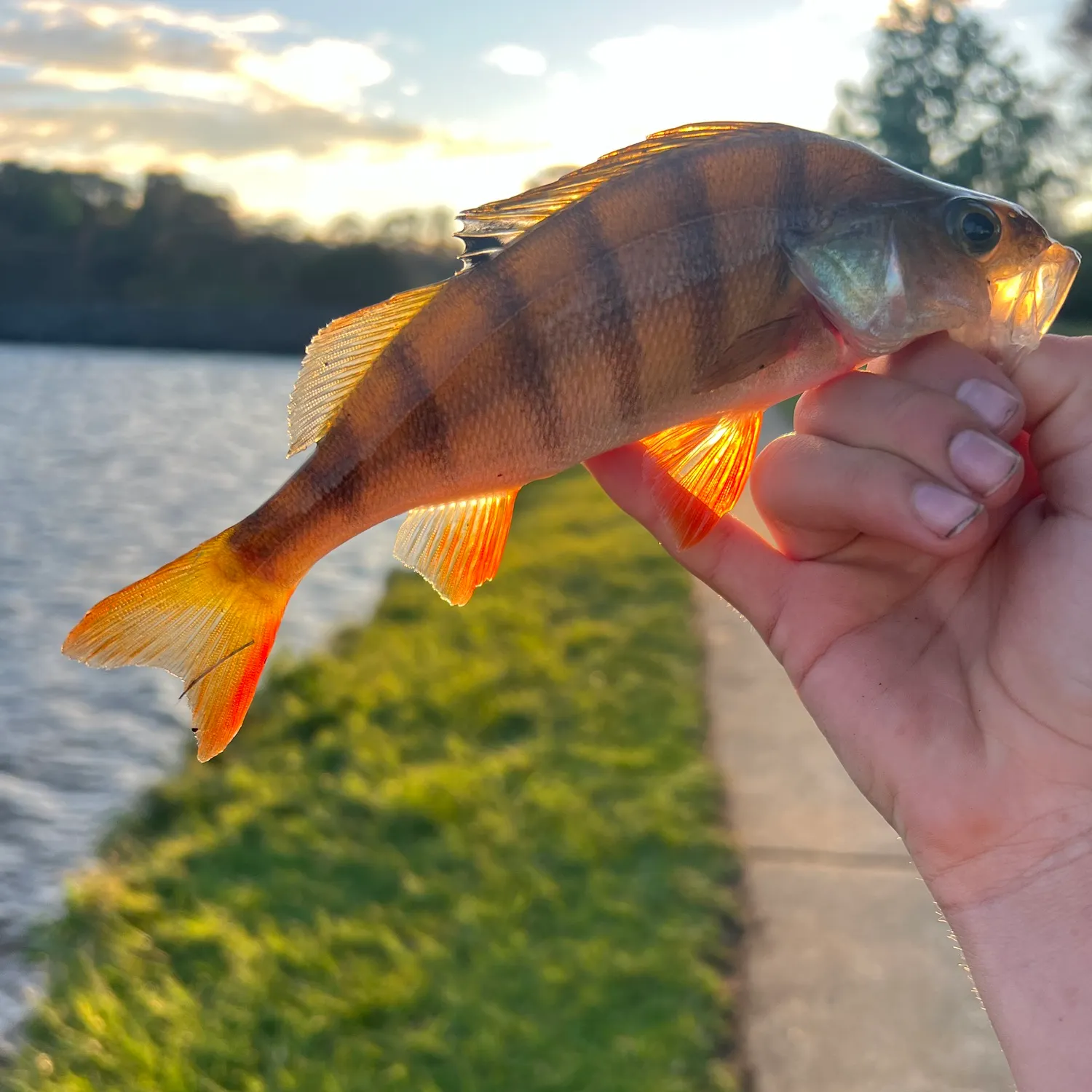 European perch caught on Fishbrain