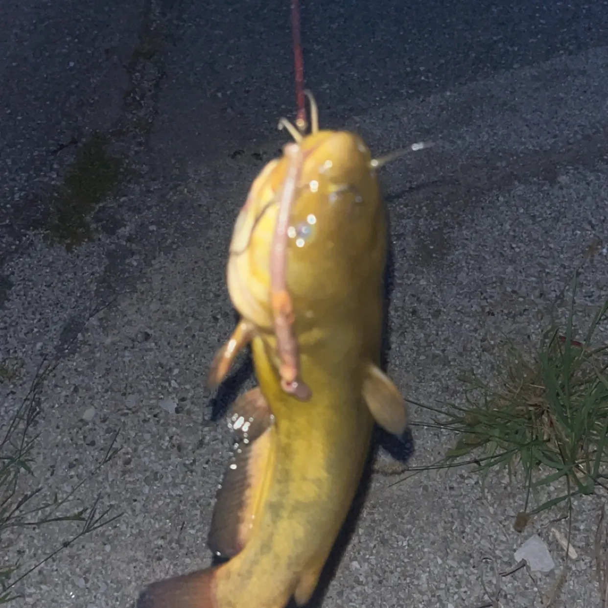 Yellow bullhead caught on Fishbrain