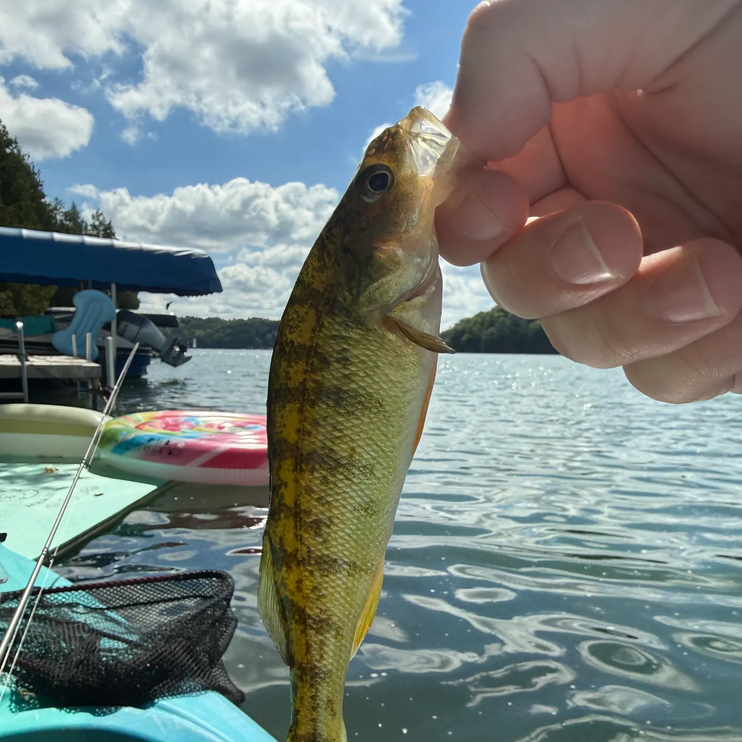Yellow perch caught on Fishbrain