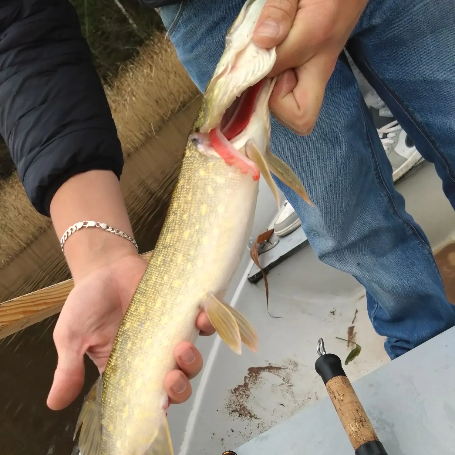 Northern pike caught on Fishbrain