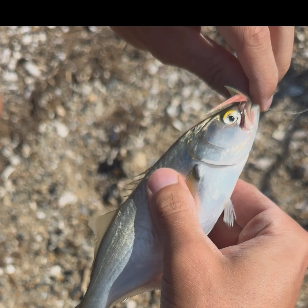 Bluefish caught on Fishbrain