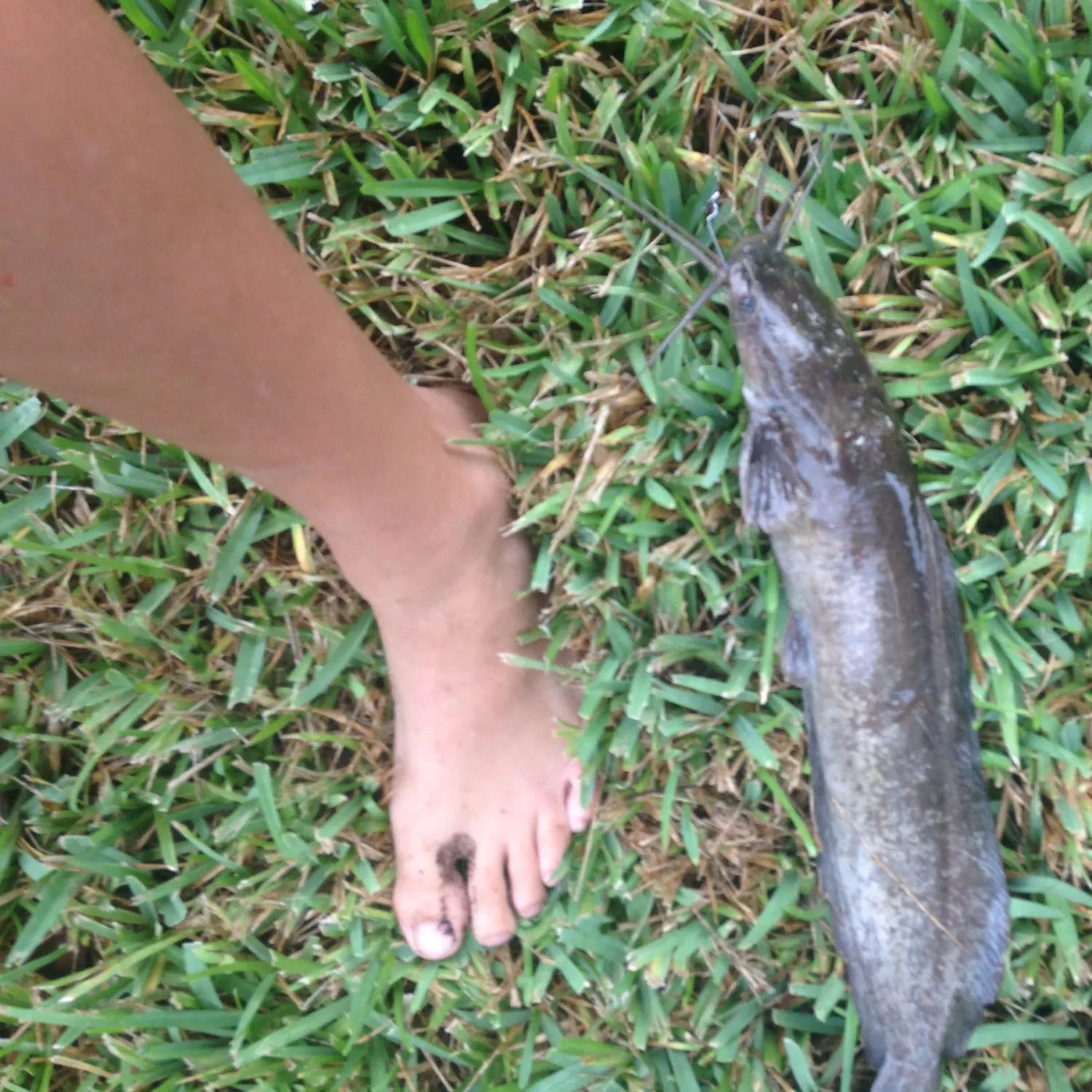 angler catch