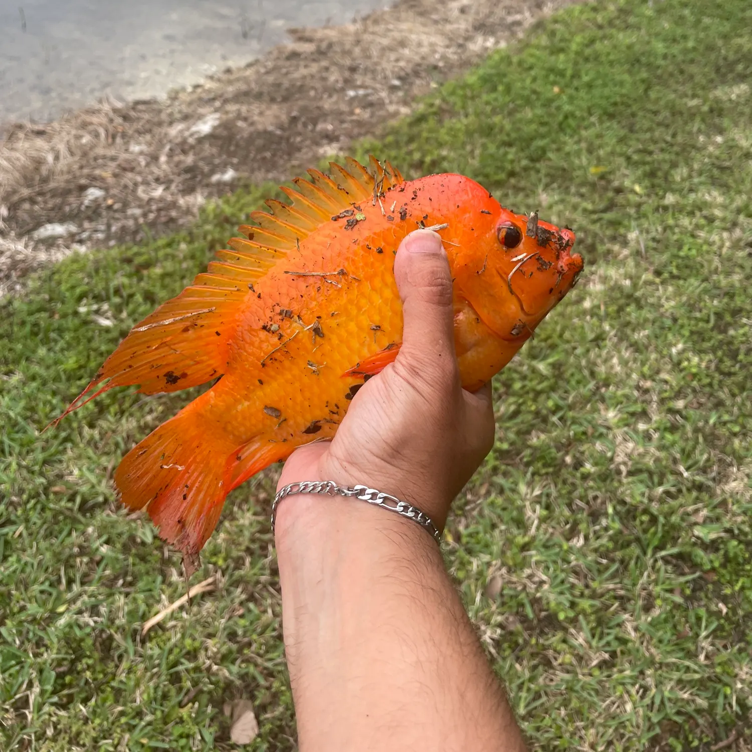 The most recent Red devil cichlid catches on Fishbrain