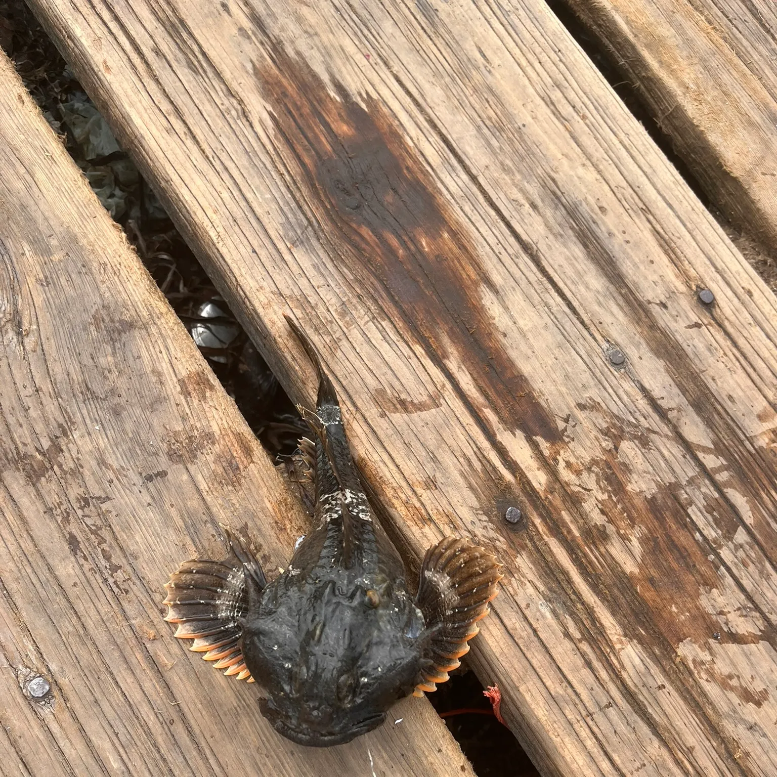 The most recent Buffalo sculpin catches on Fishbrain