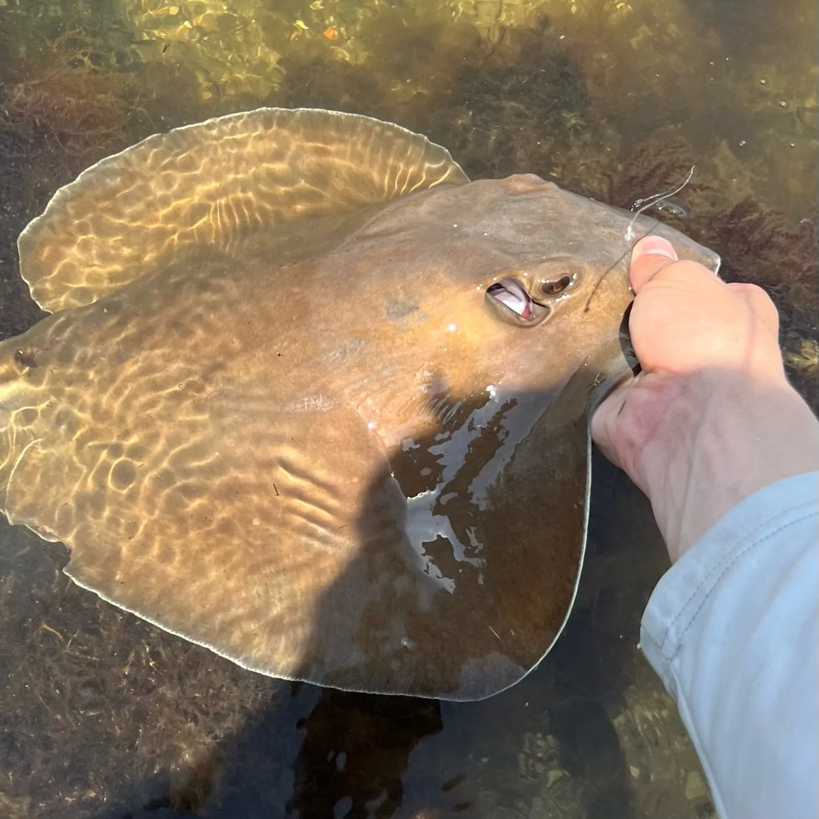 The most recent Bluntnose stingray catches on Fishbrain