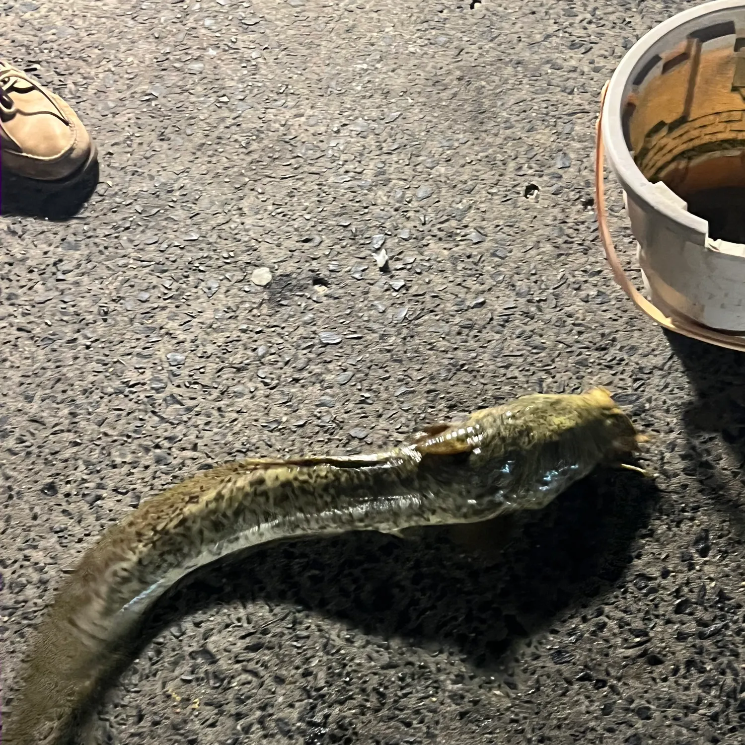 The most recent Dewfish catches on Fishbrain