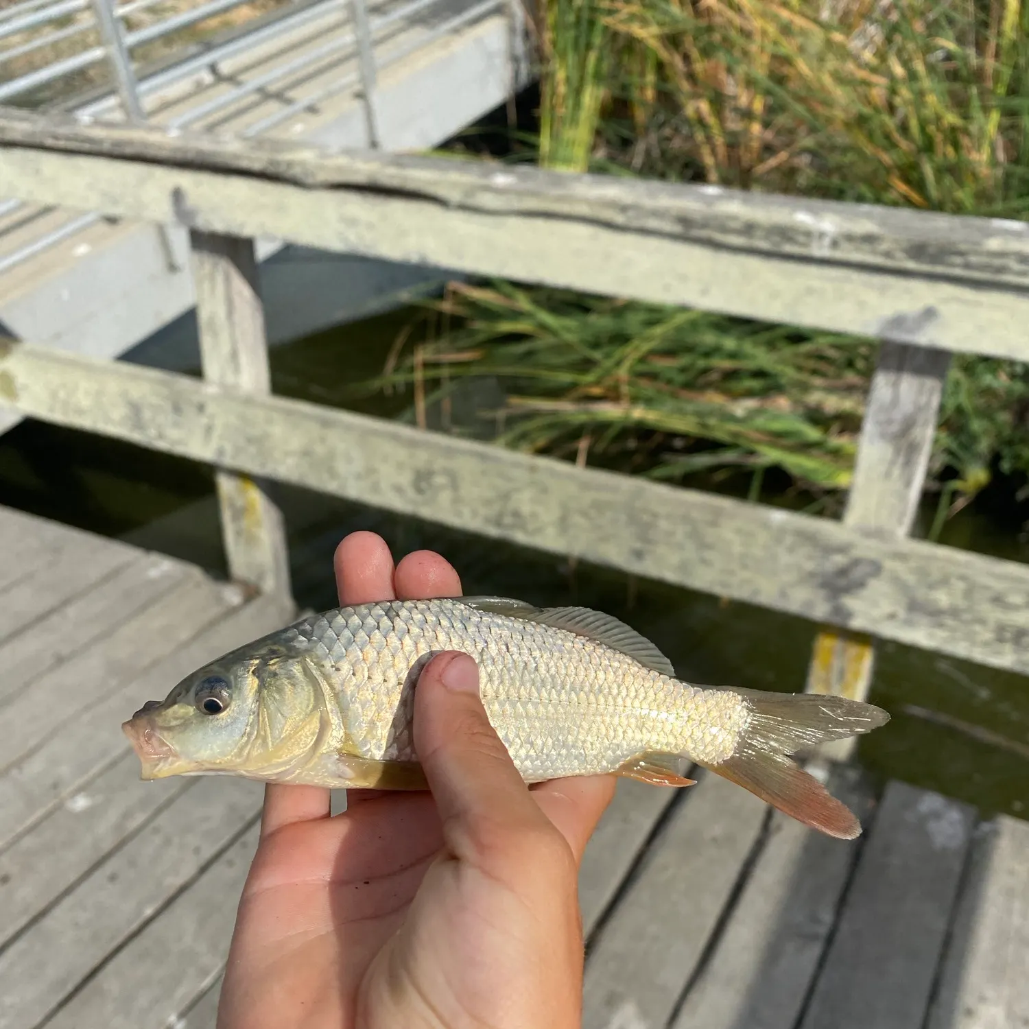 Common carp caught on Fishbrain