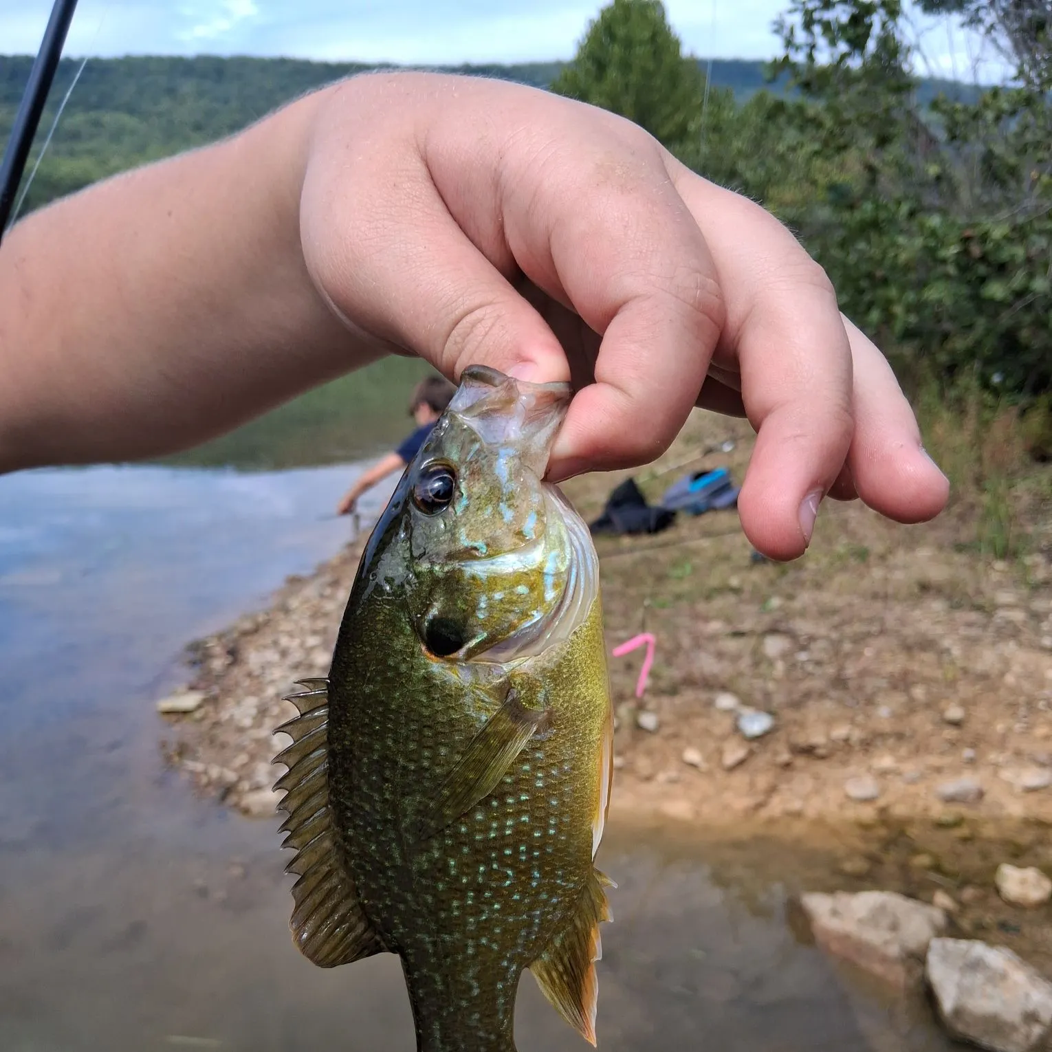 Greengill hybrid caught on Fishbrain