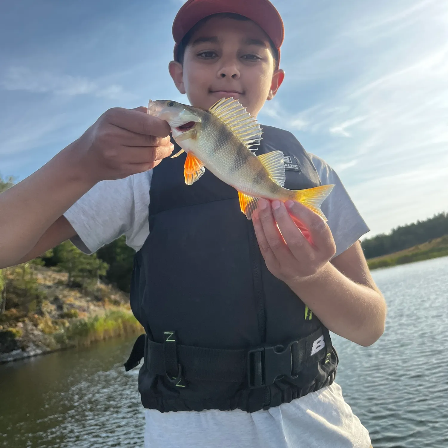 European perch caught on Fishbrain