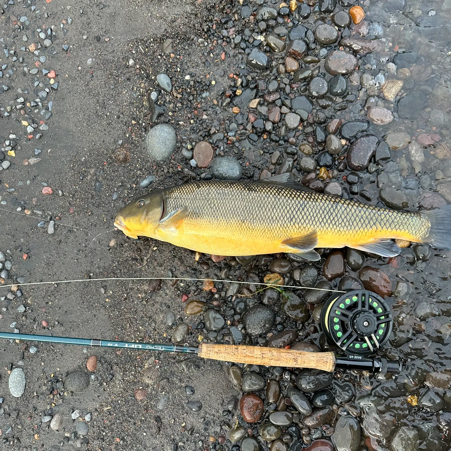 The most recent Largescale sucker catches on Fishbrain