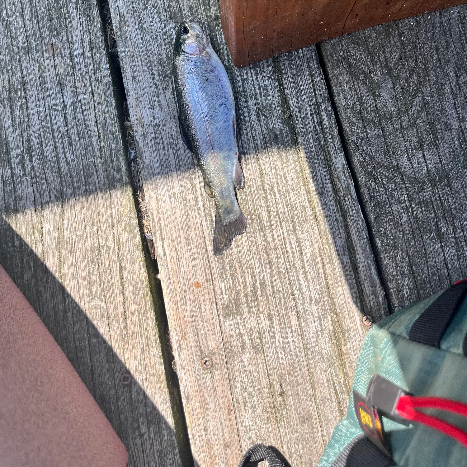 Rainbow trout caught on Fishbrain