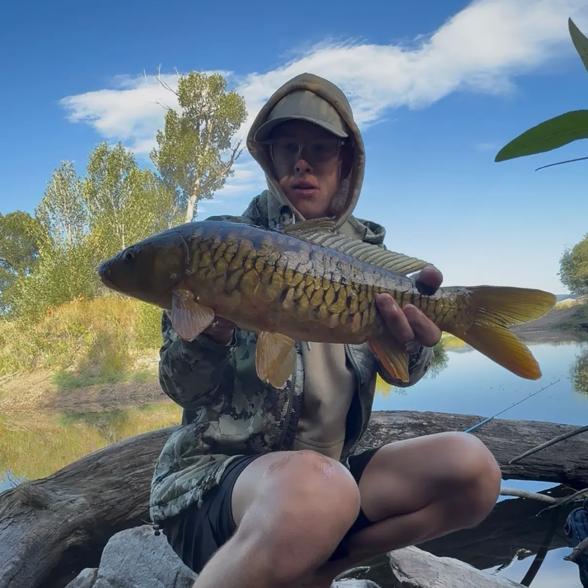 Mirror carp caught on Fishbrain