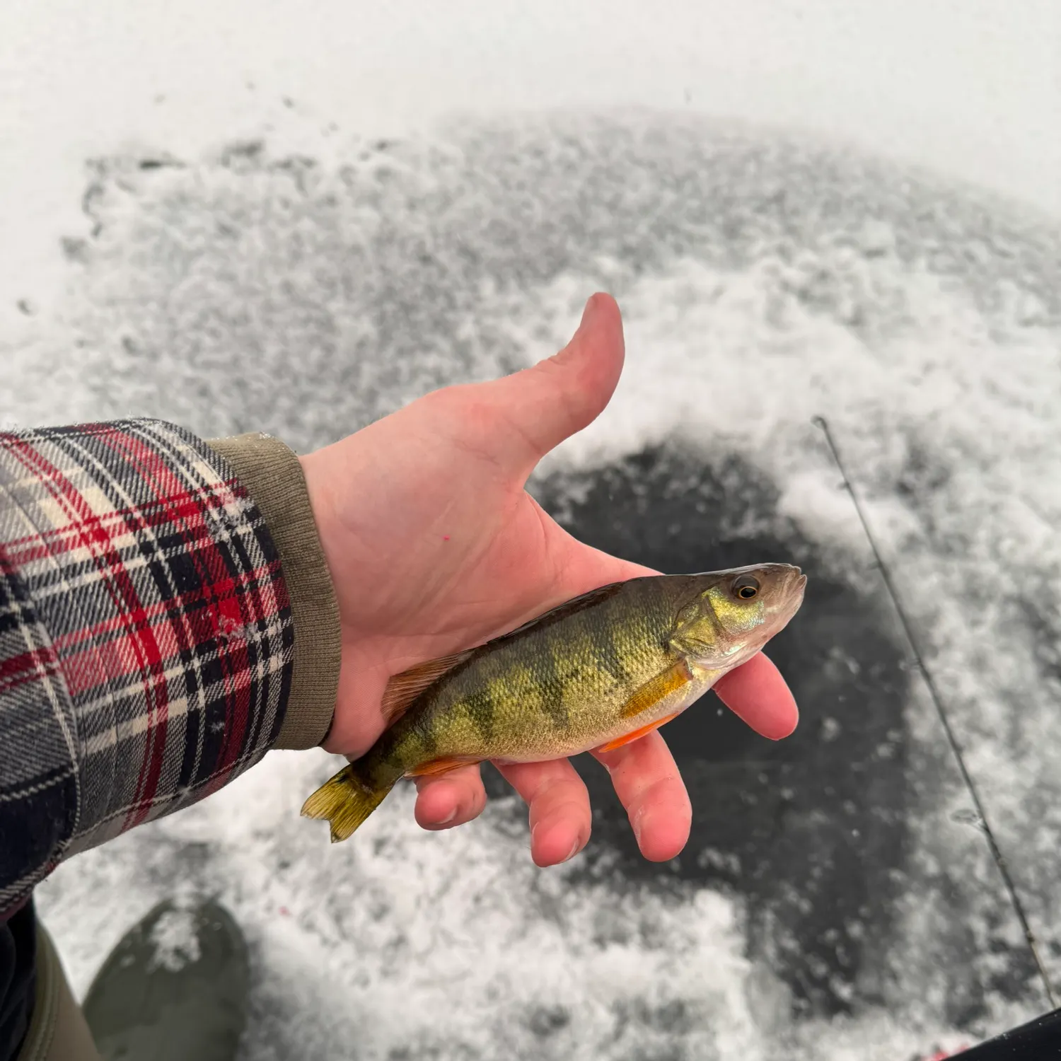 The most recent Yellow perch catches on Fishbrain