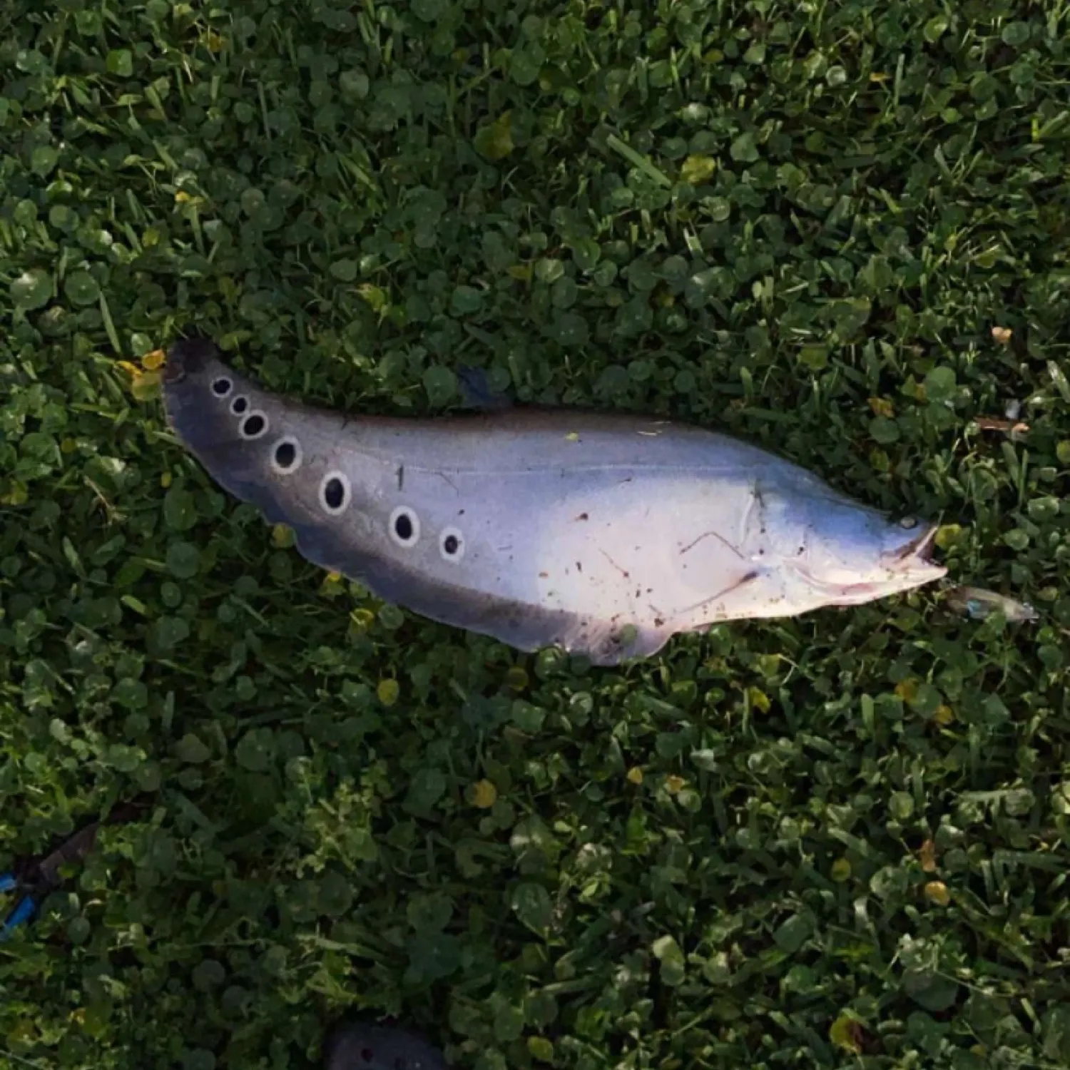 most liked catch image