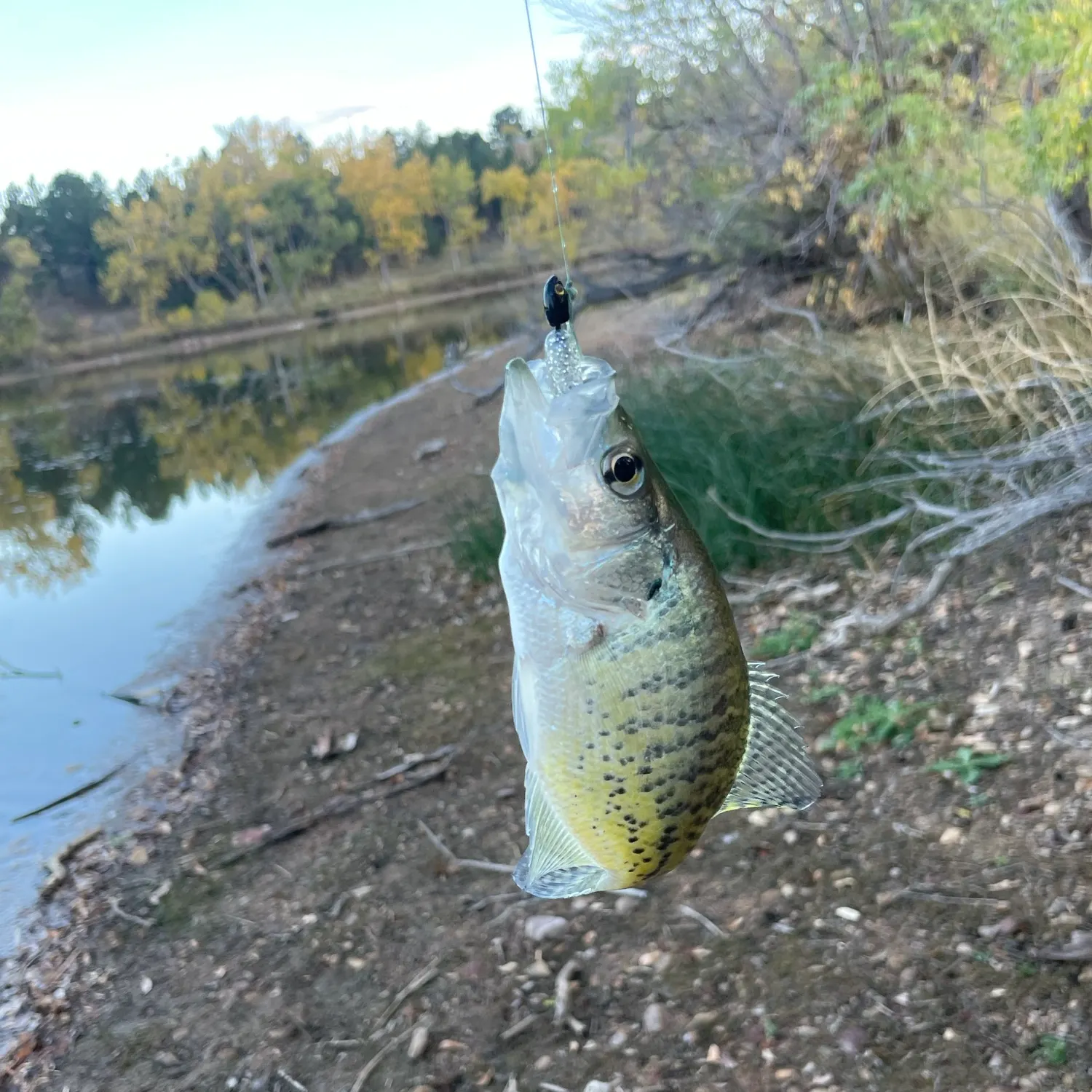 White crappie caught on Fishbrain