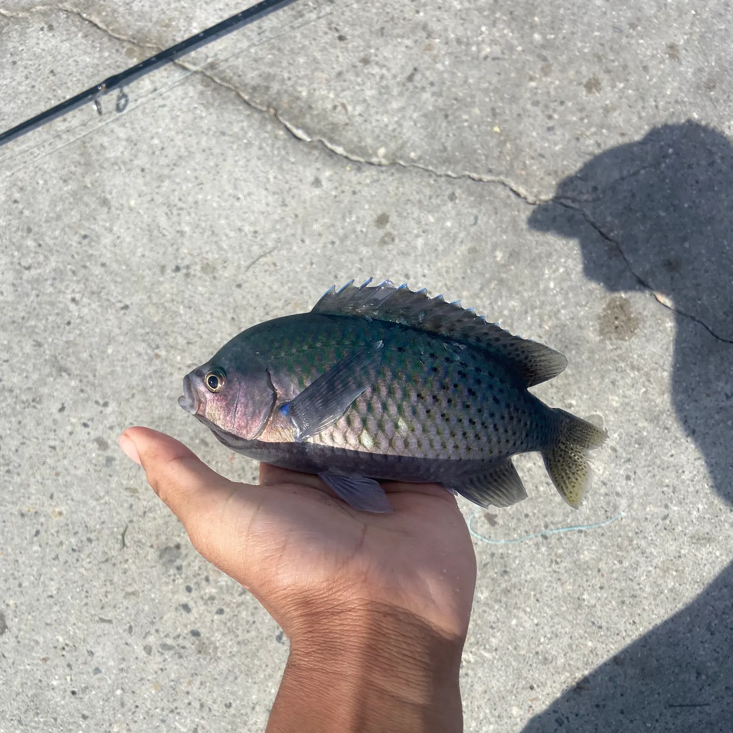 The most recent Blacksmith catches on Fishbrain