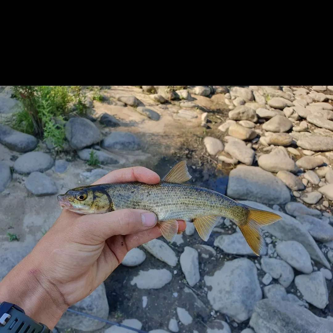 The most recent Iberian nase catches on Fishbrain