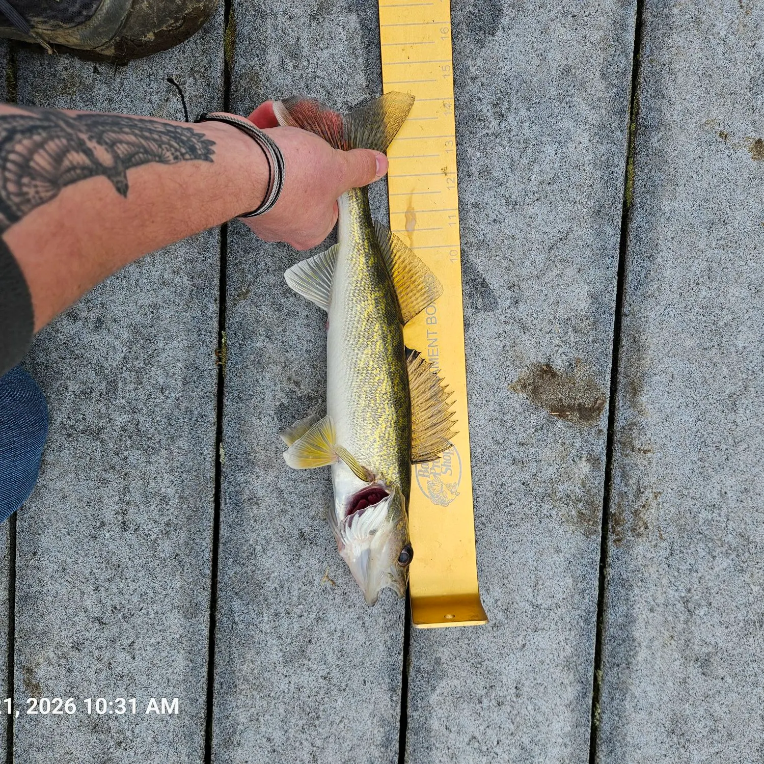 recently logged catches