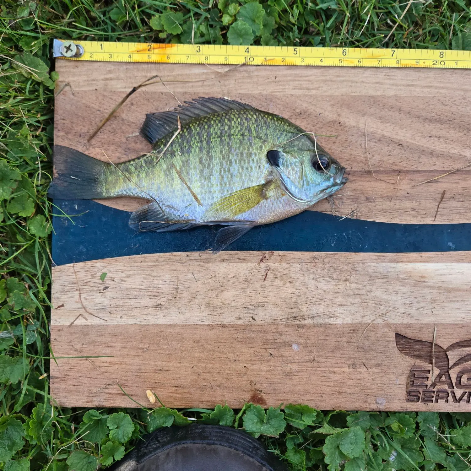 Bluegill caught on Fishbrain