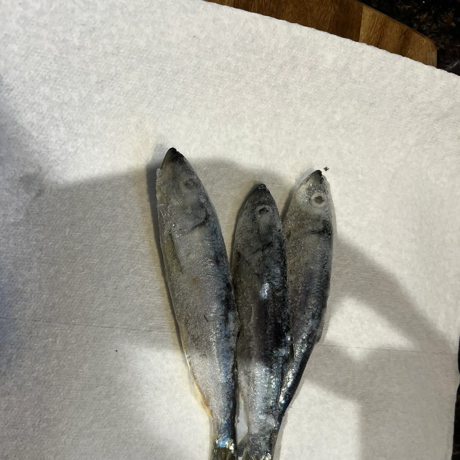 The most recent Pacific herring catches on Fishbrain