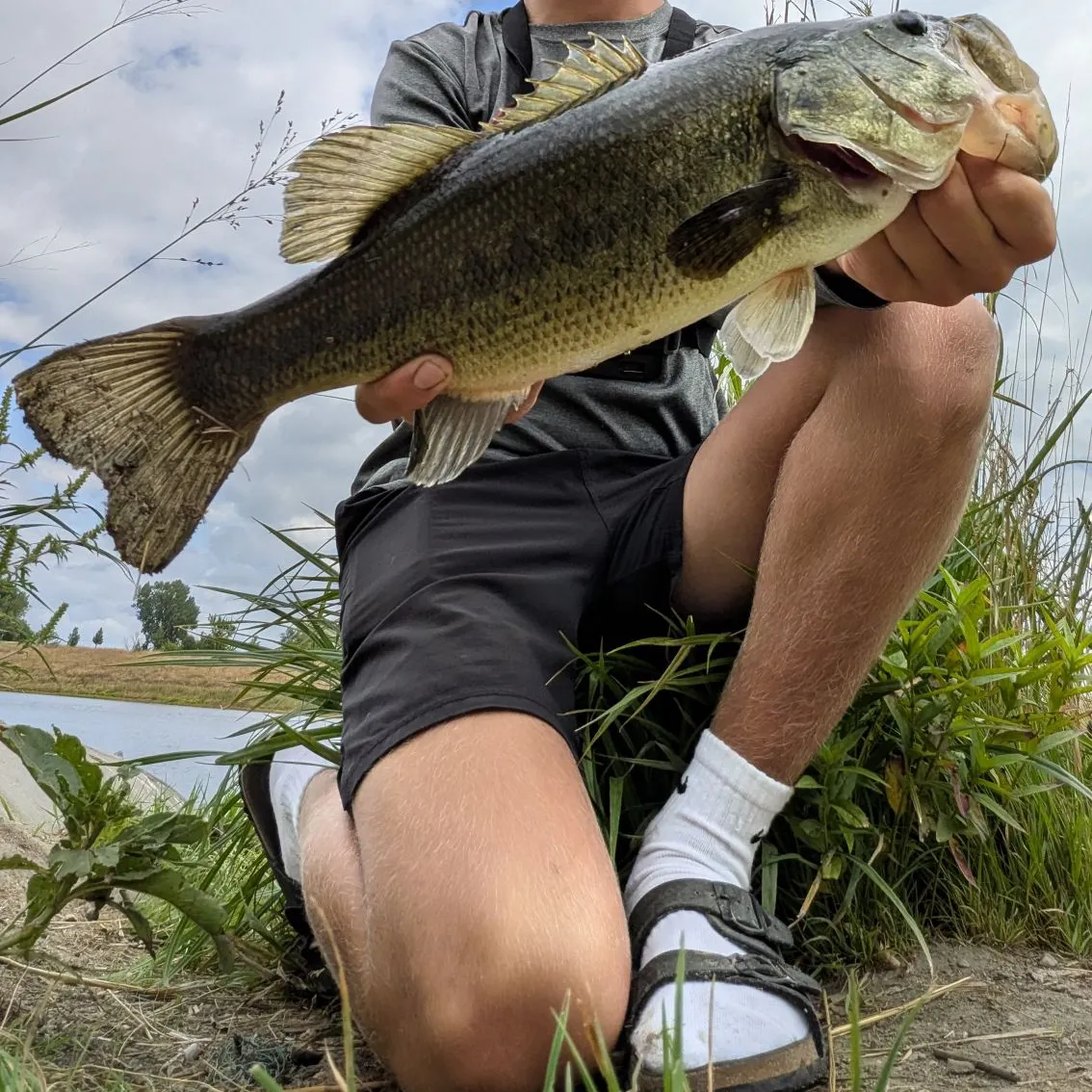 Largemouth bass caught on Fishbrain