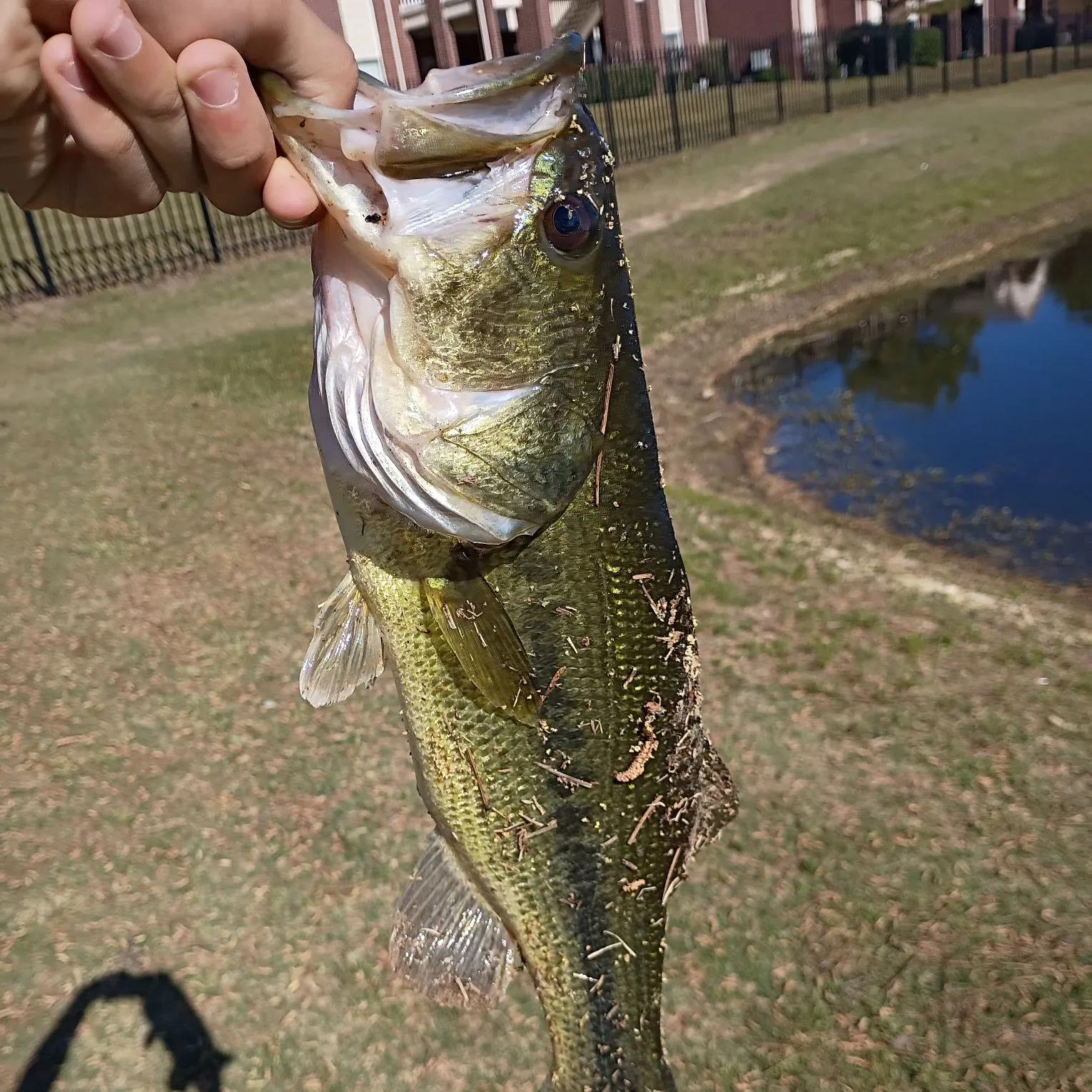 The most recent Northern snakehead catches on Fishbrain