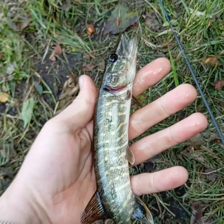 Northern pike caught on Fishbrain