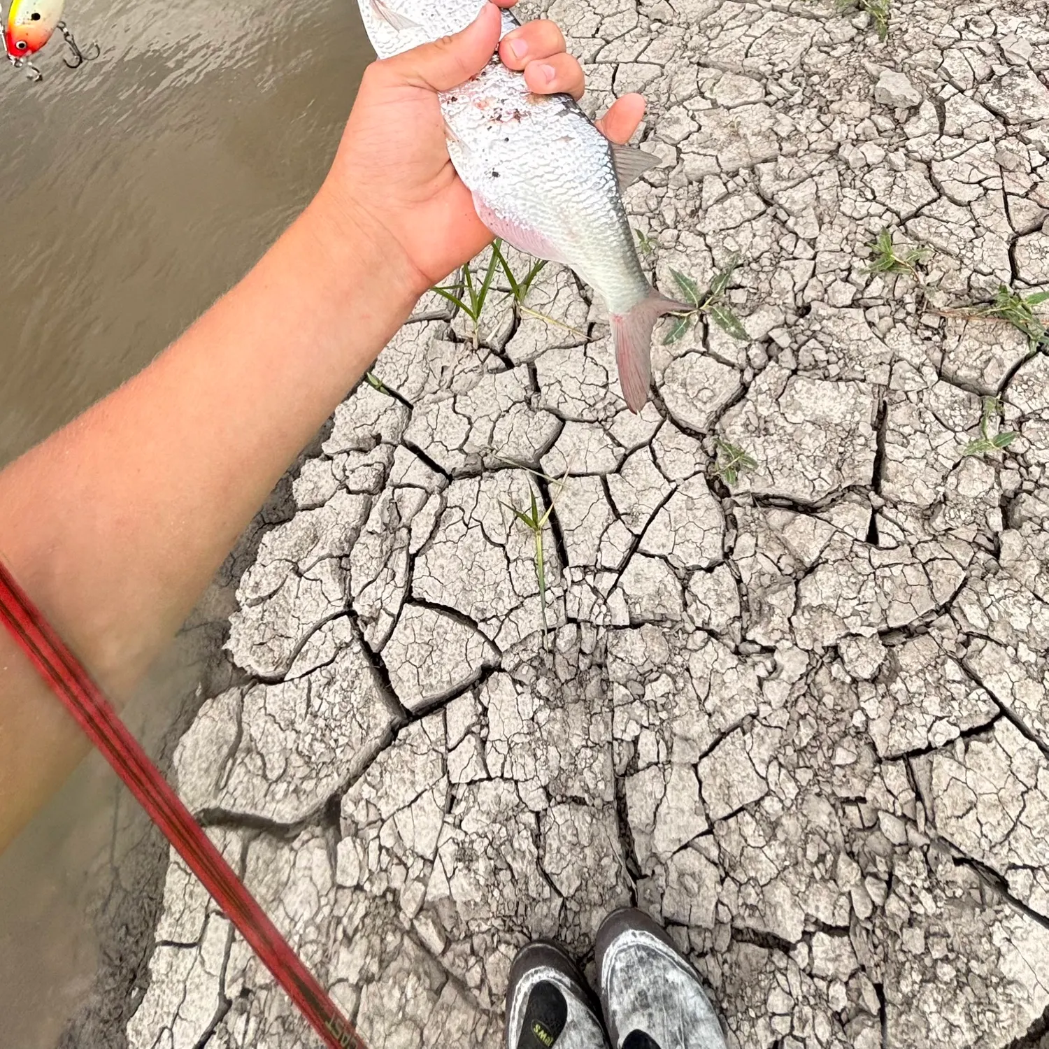 The most recent Goldeye catches on Fishbrain
