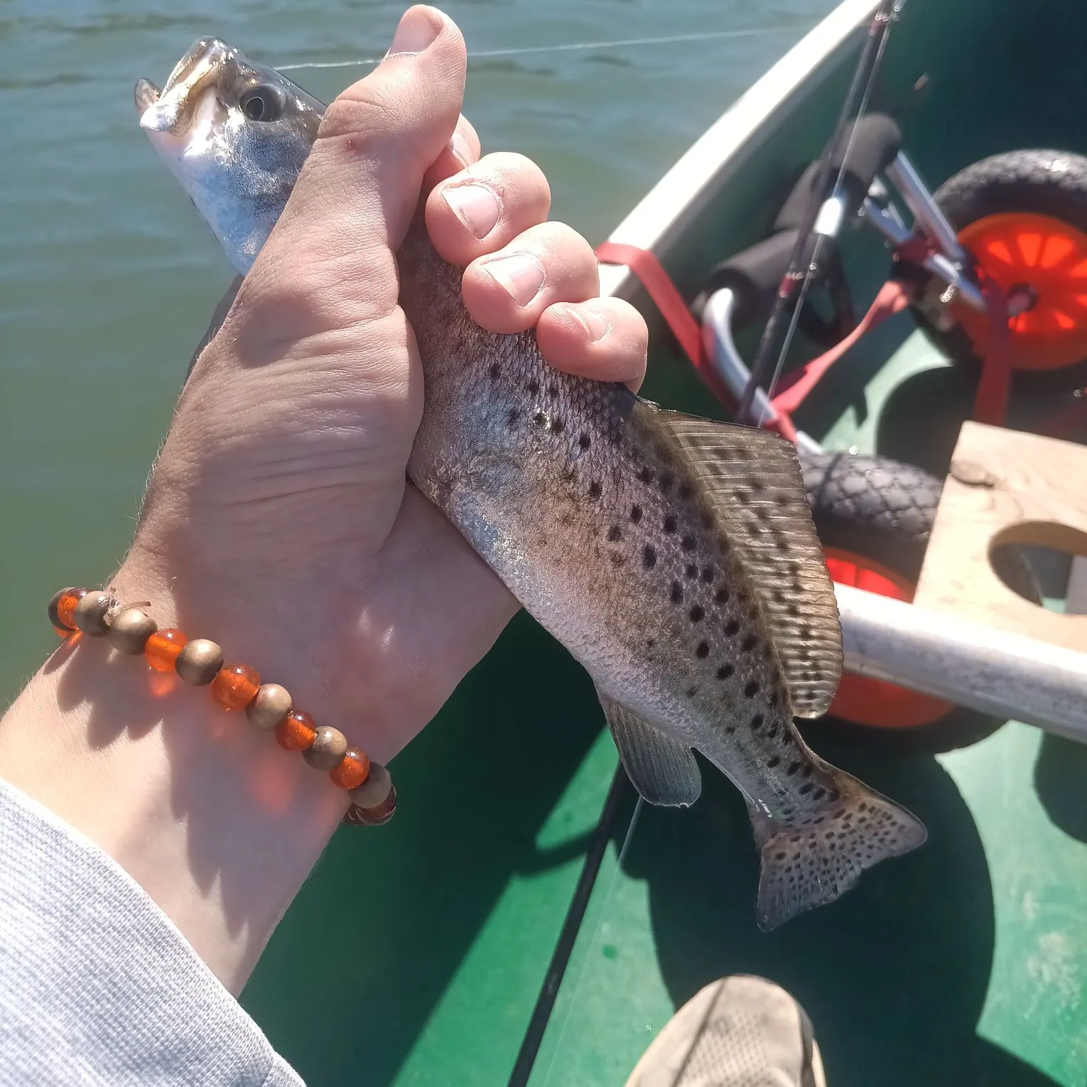 Spotted seatrout caught on Fishbrain