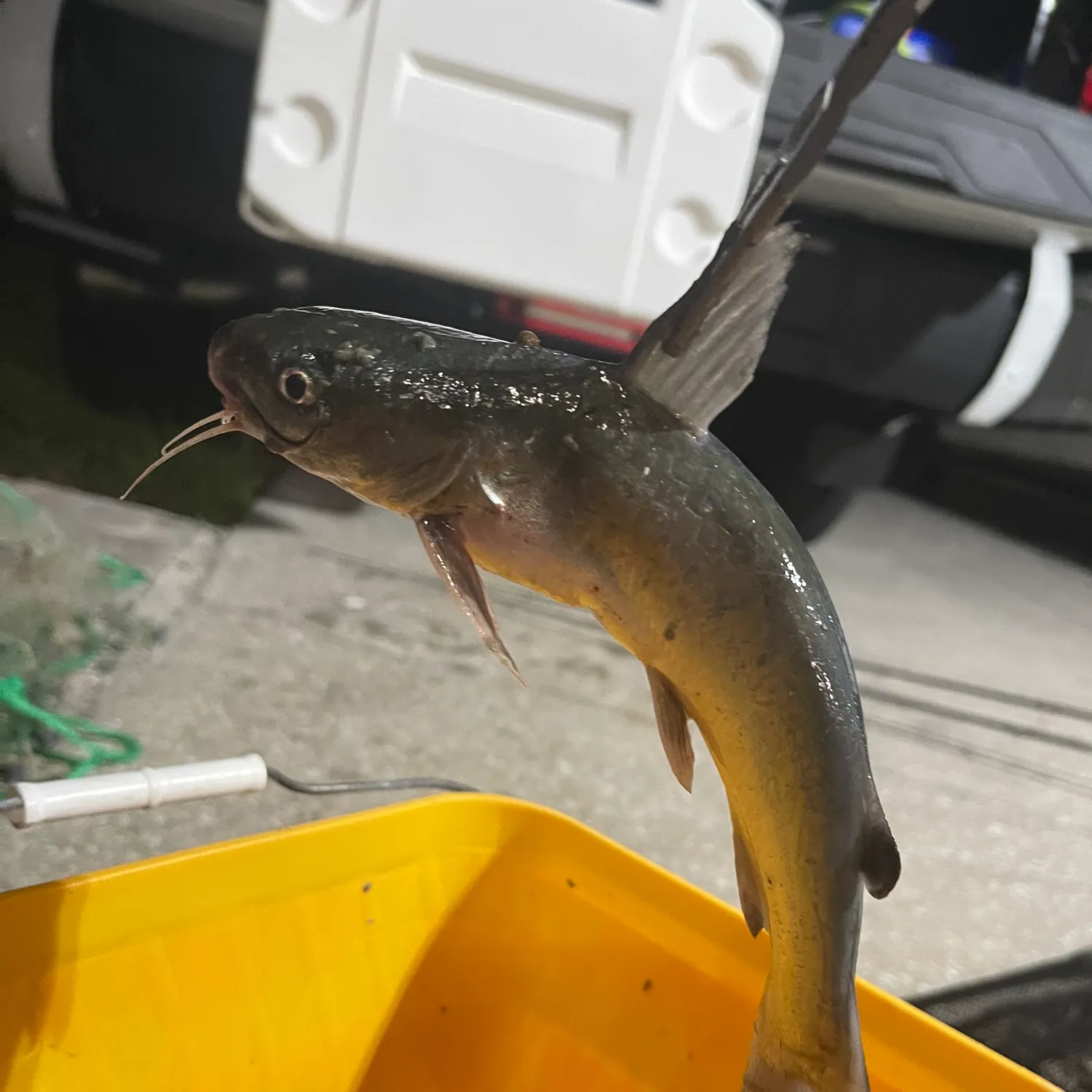catch