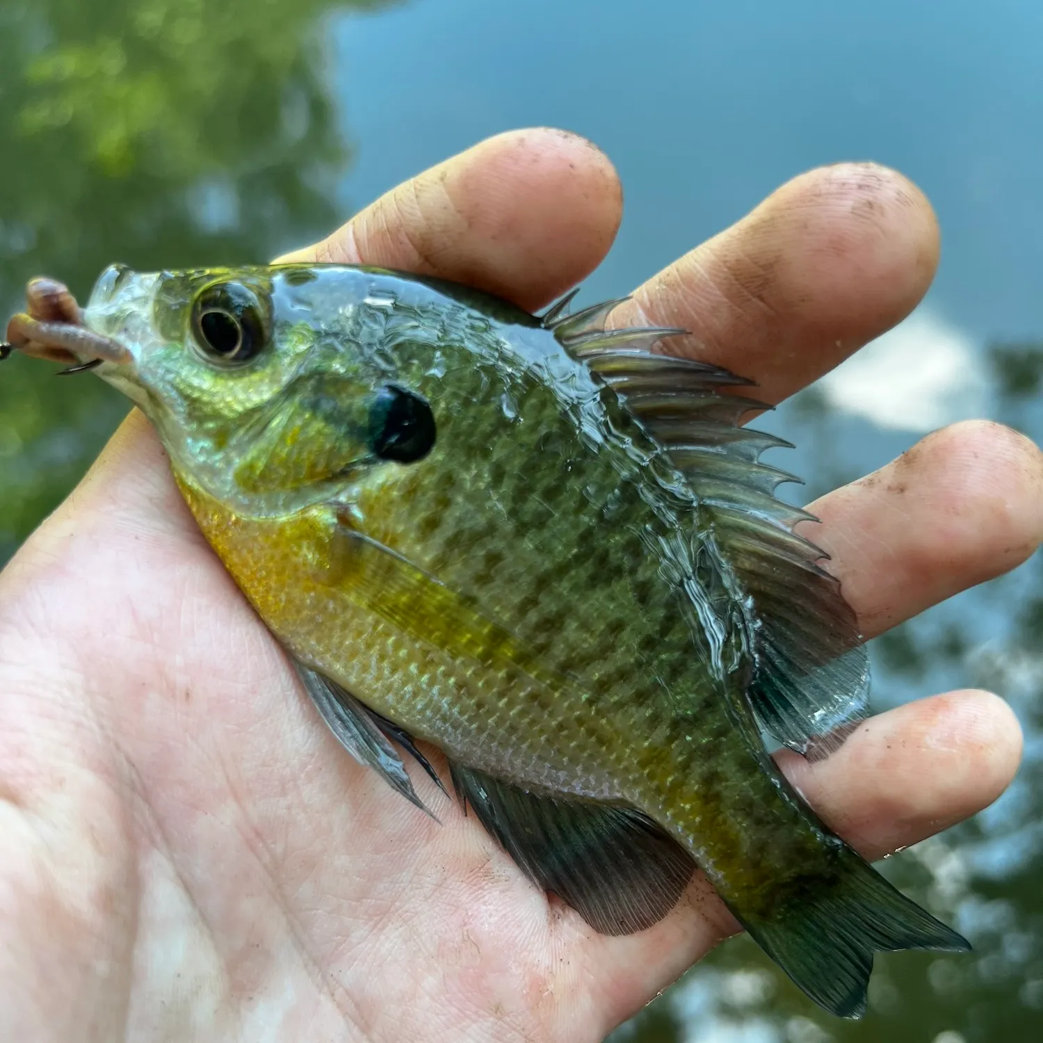 Bluegill caught on Fishbrain