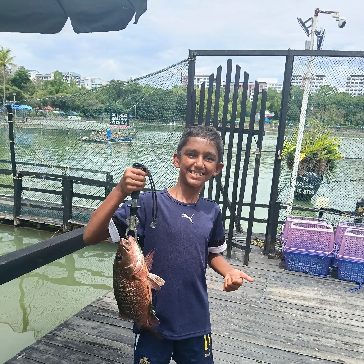 The most recent Mangrove red snapper catches on Fishbrain