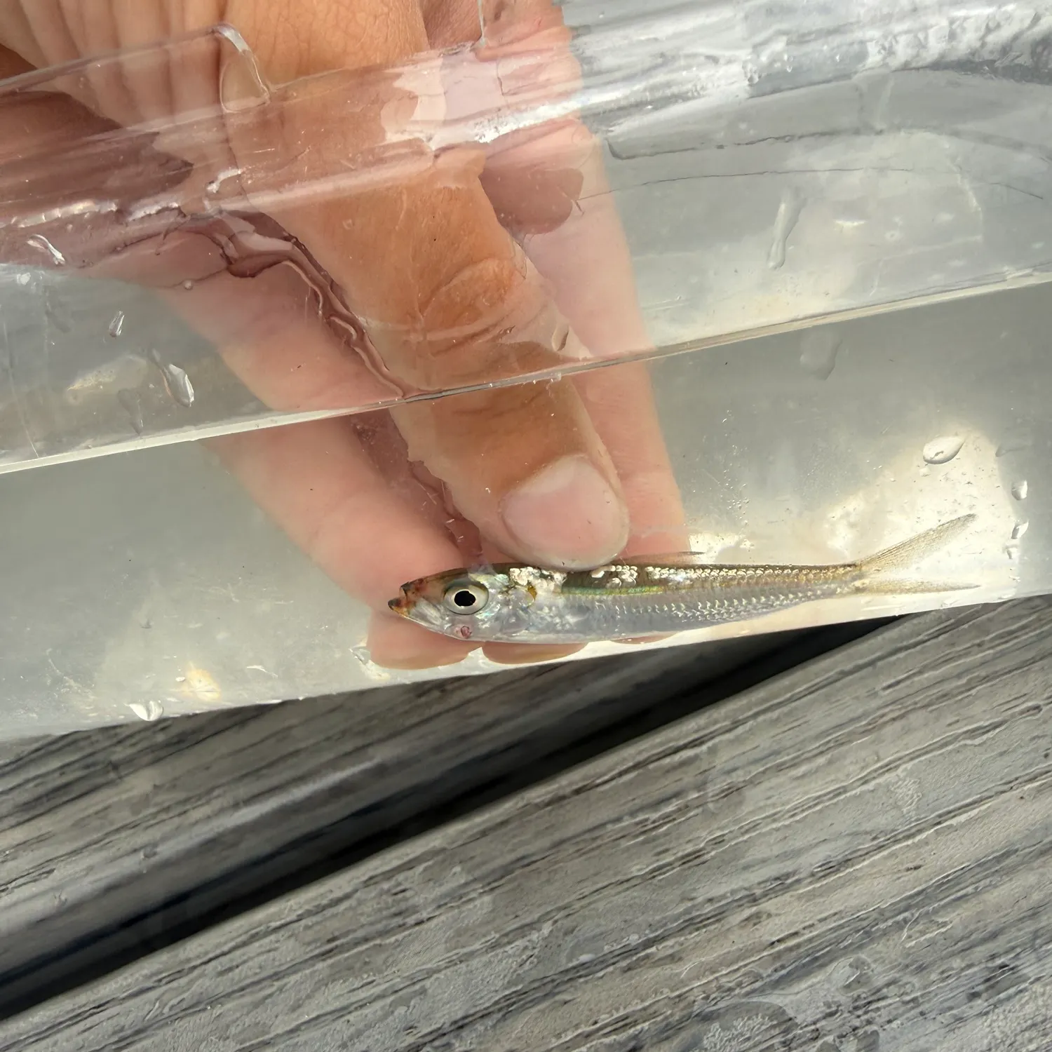 The most recent European pilchard catches on Fishbrain