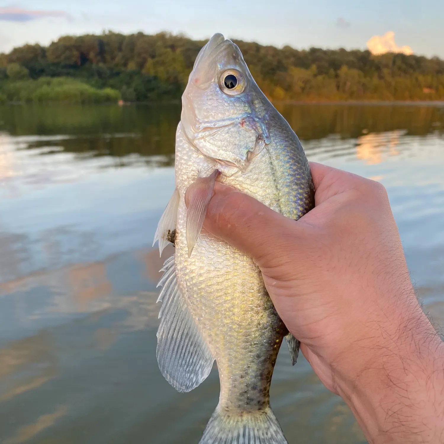 White crappie caught on Fishbrain