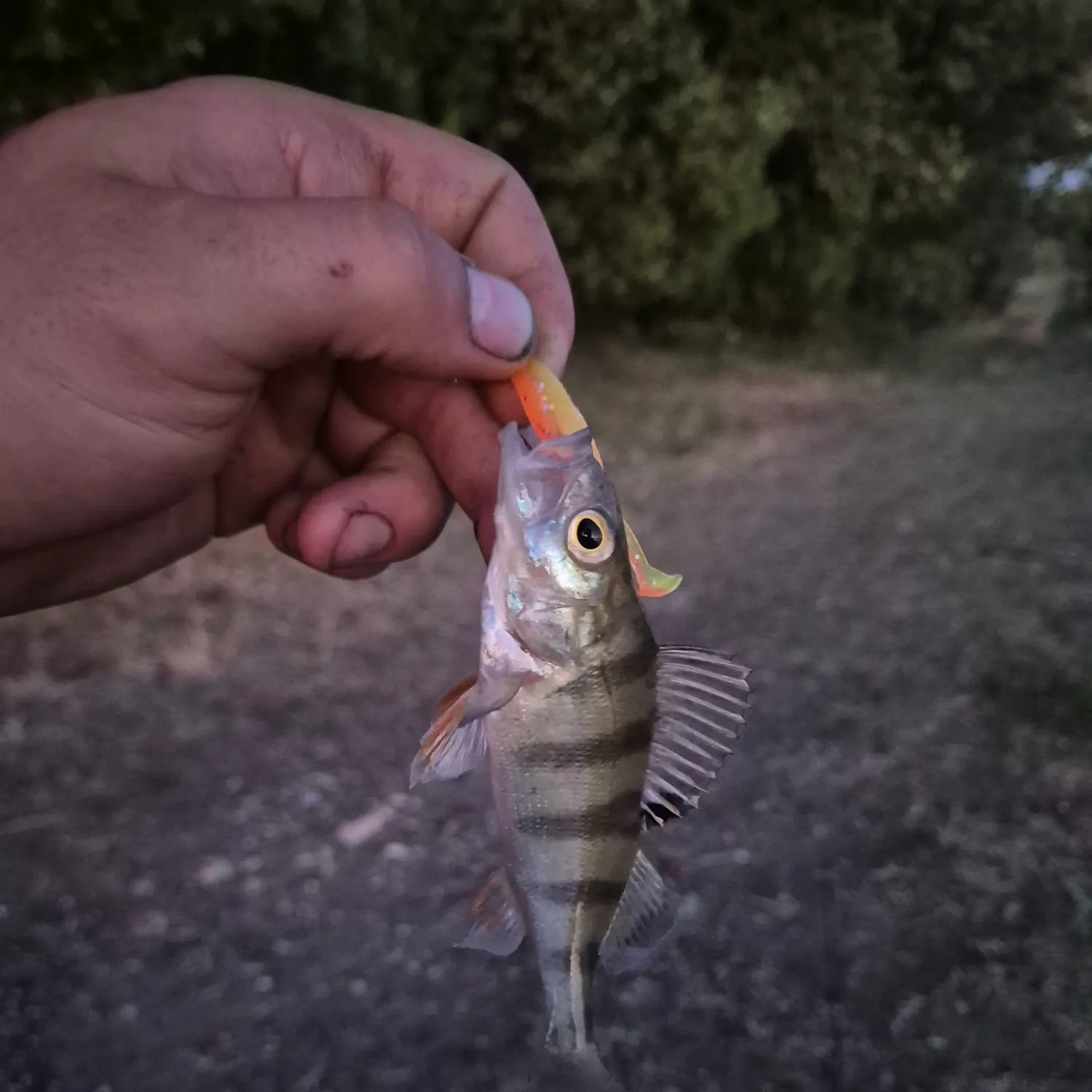 European perch caught on Fishbrain