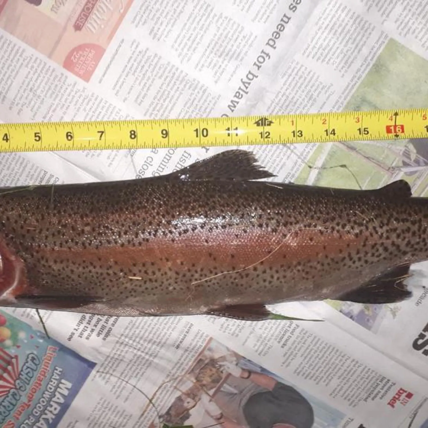 recently logged catches