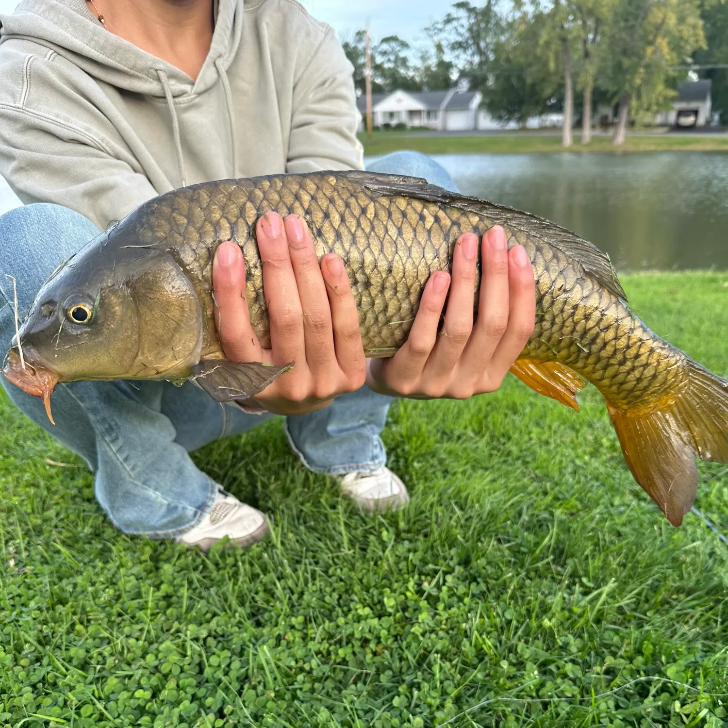 Common carp caught on Fishbrain