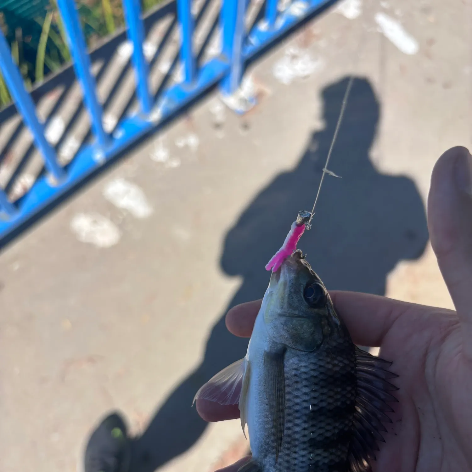 The most recent Longfin tilapia catches on Fishbrain