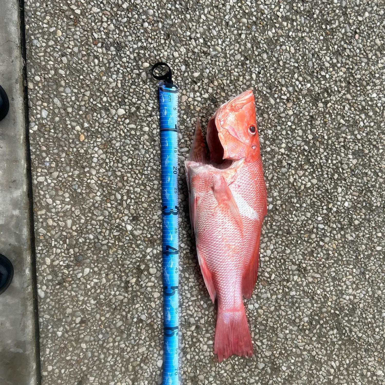 The most recent Malabar blood snapper catches on Fishbrain