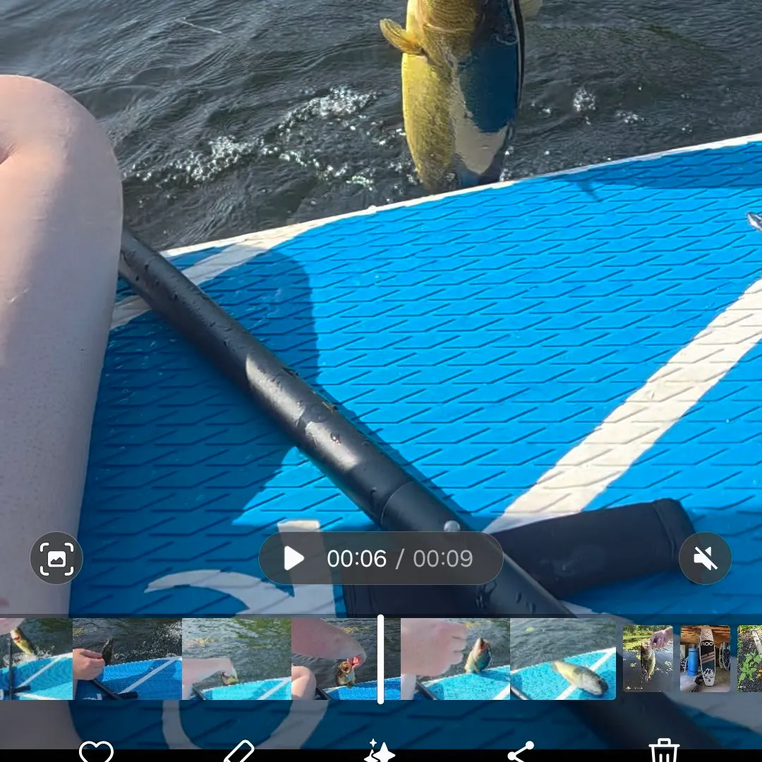 recently logged catches