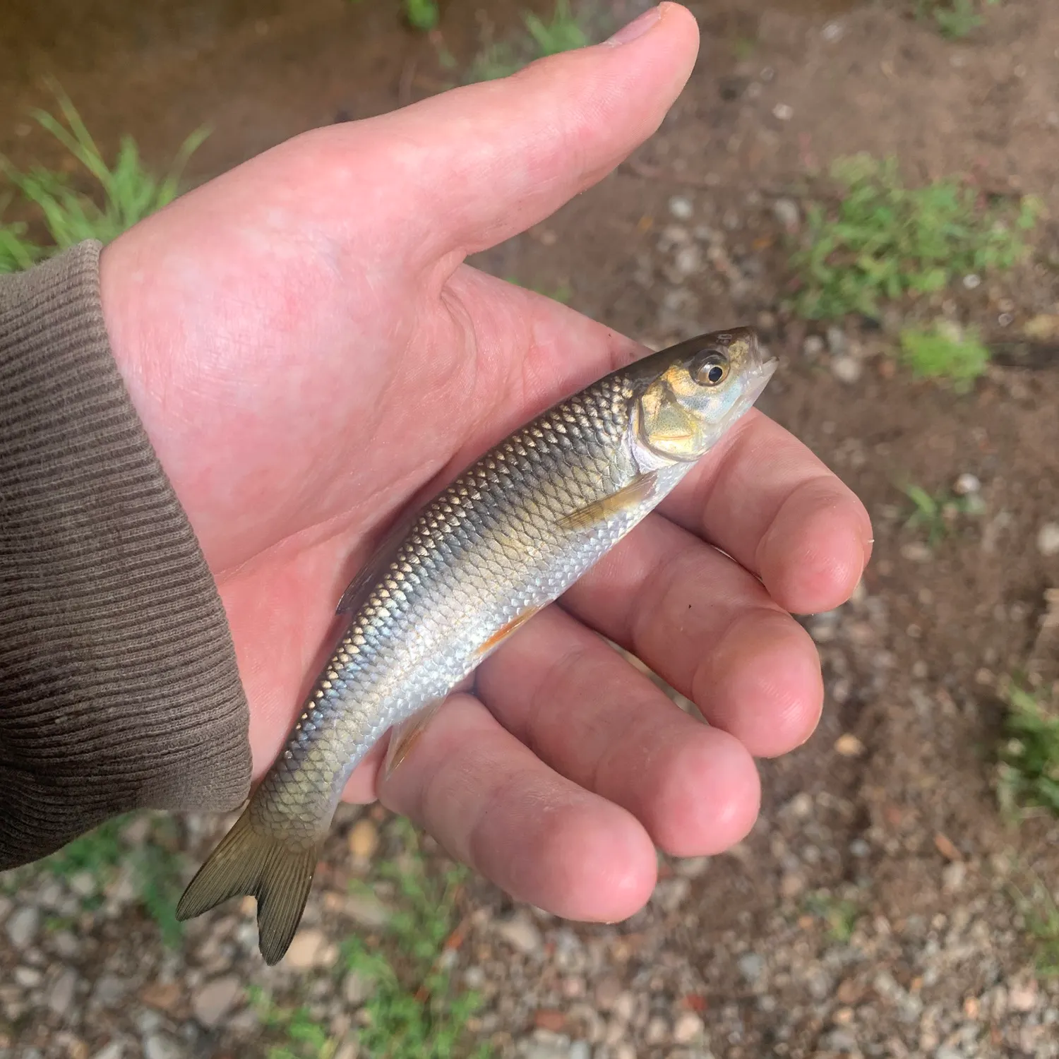 European chub caught on Fishbrain