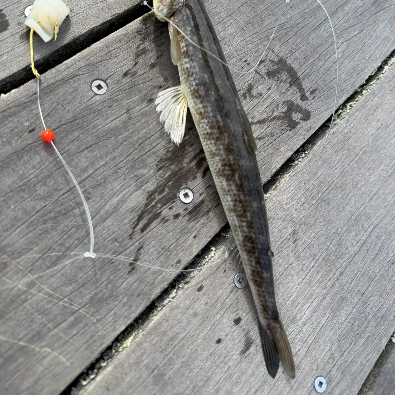Inshore lizardfish caught on Fishbrain