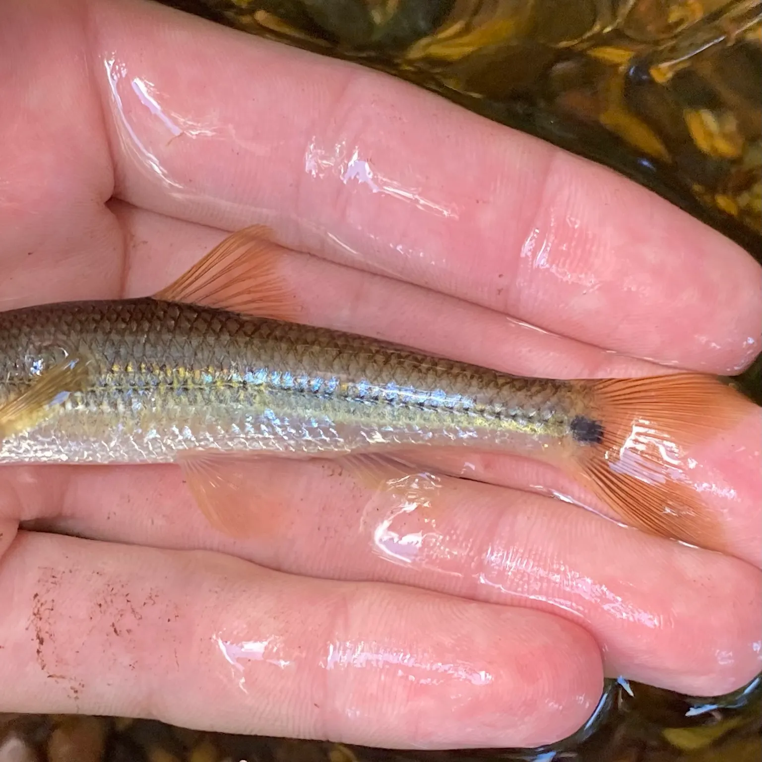 The most recent Suckermouth minnow catches on Fishbrain