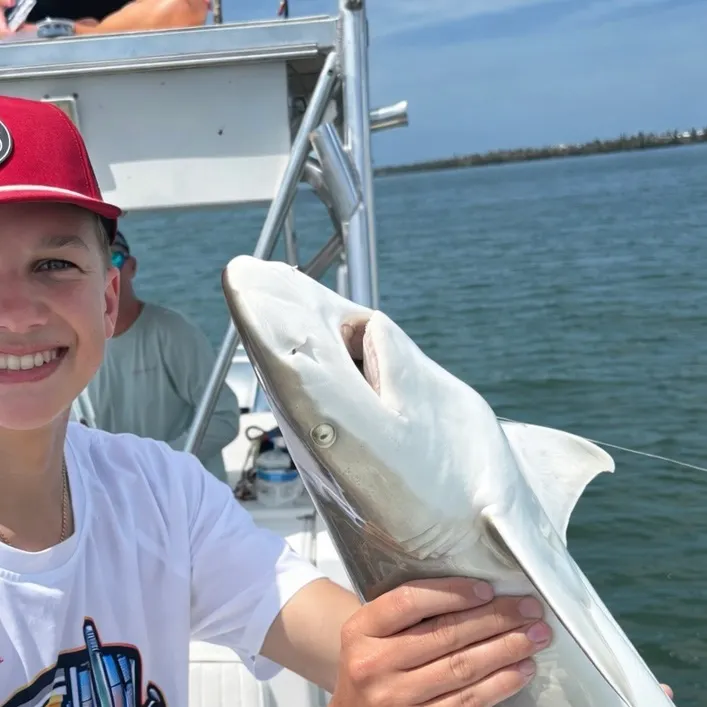 The most recent Caribbean reef shark catches on Fishbrain