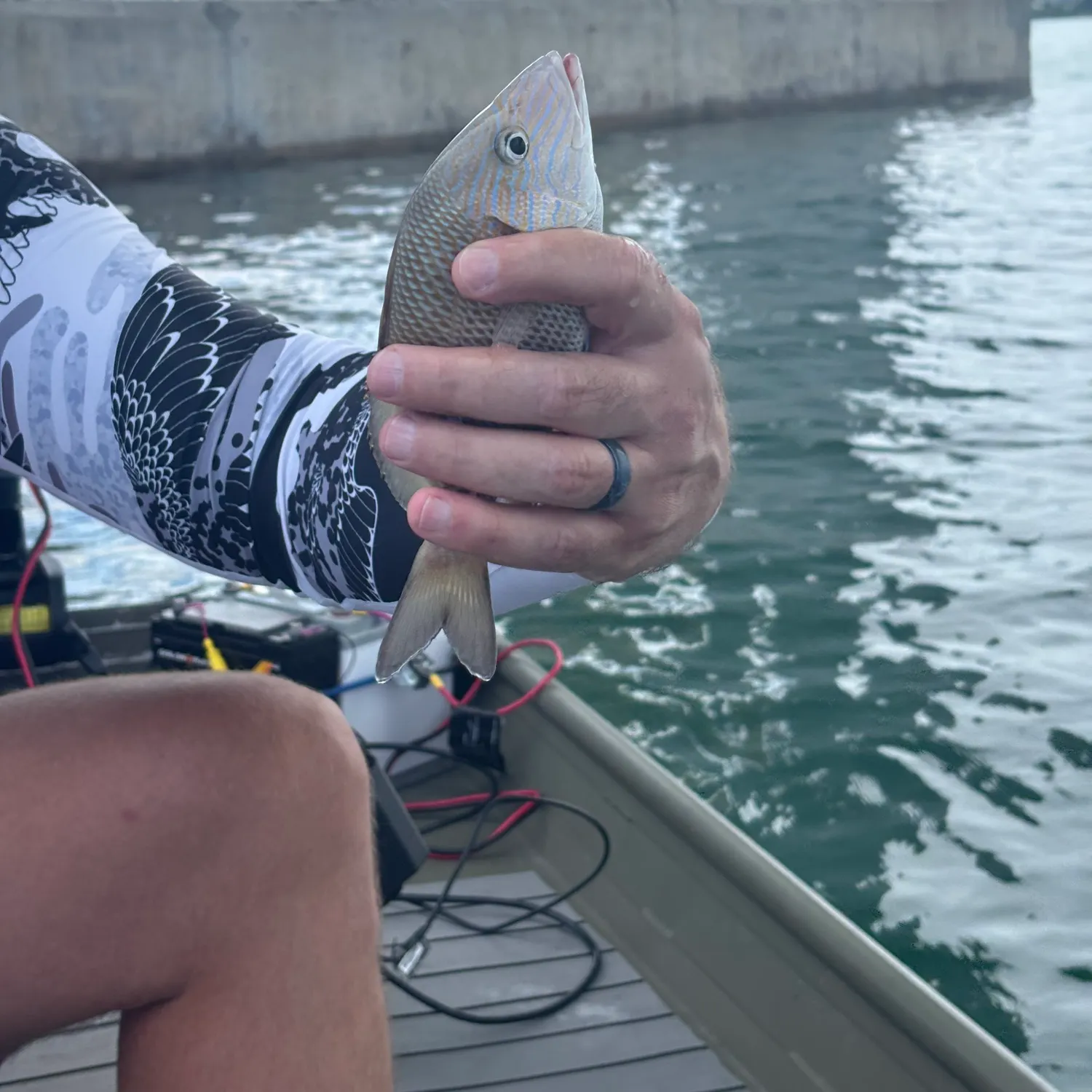 Pigfish caught on Fishbrain